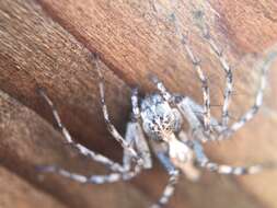 Image of Western Lynx Spider