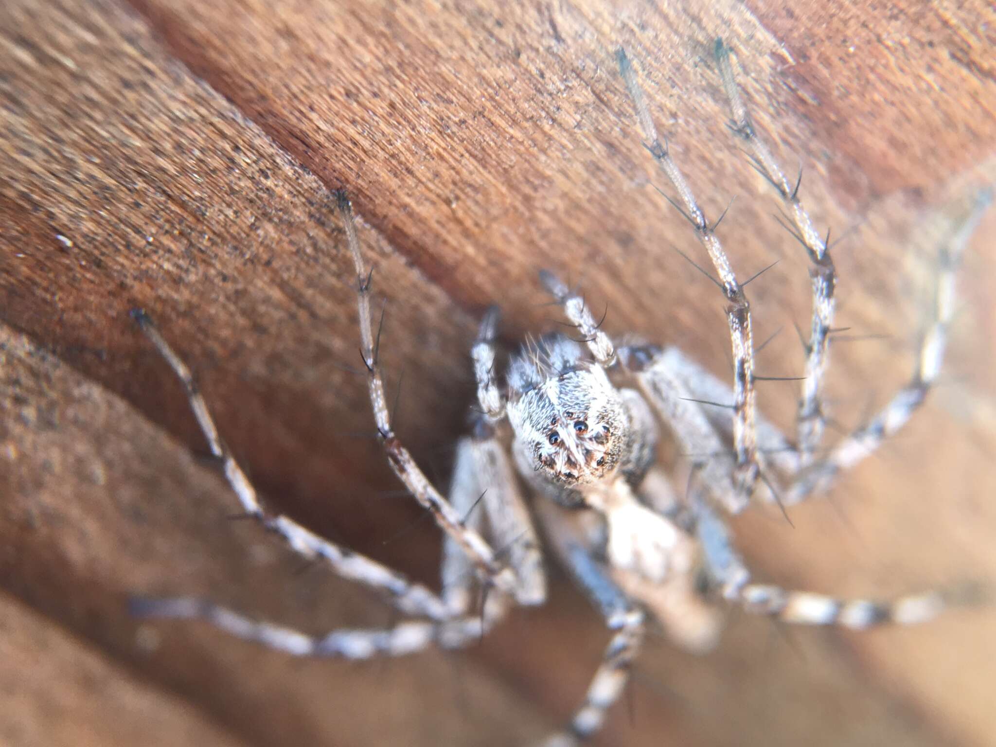 Image of Western Lynx Spider