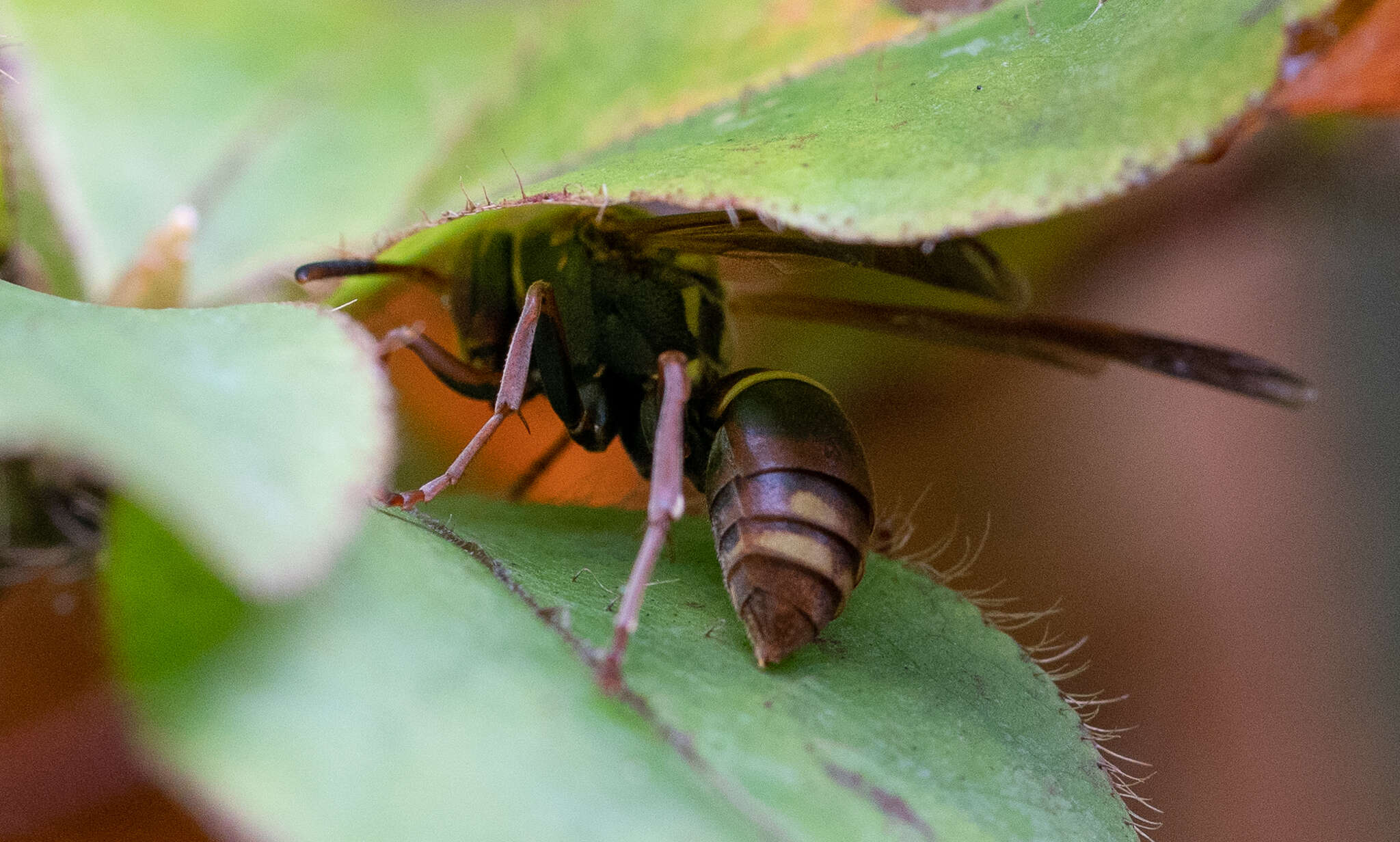 Image of Polistes snelleni de Saussure 1862