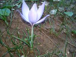 Image de Crocus thomasii Ten.