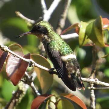 Lophornis helenae (Delattre 1843) resmi