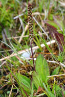 Image of Mexican Plantain