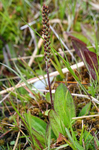 صورة Plantago australis Lam.