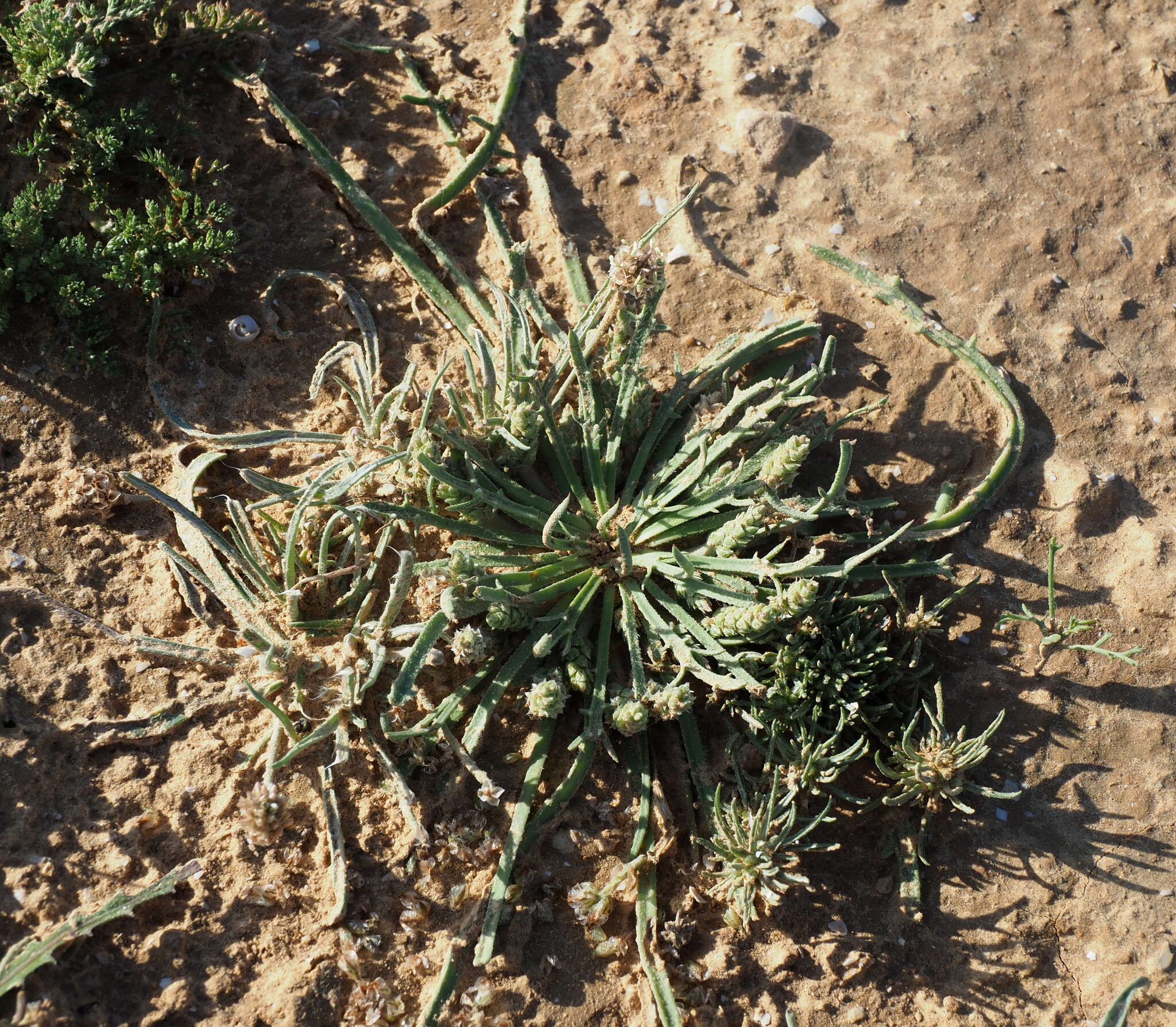 صورة Plantago crypsoides Boiss.