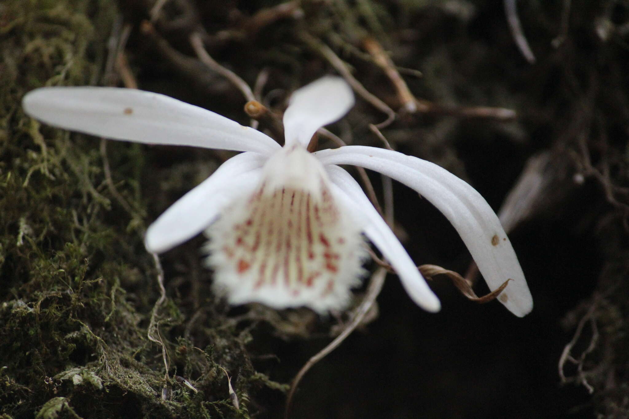 Imagem de Pleione humilis (Sm.) D. Don