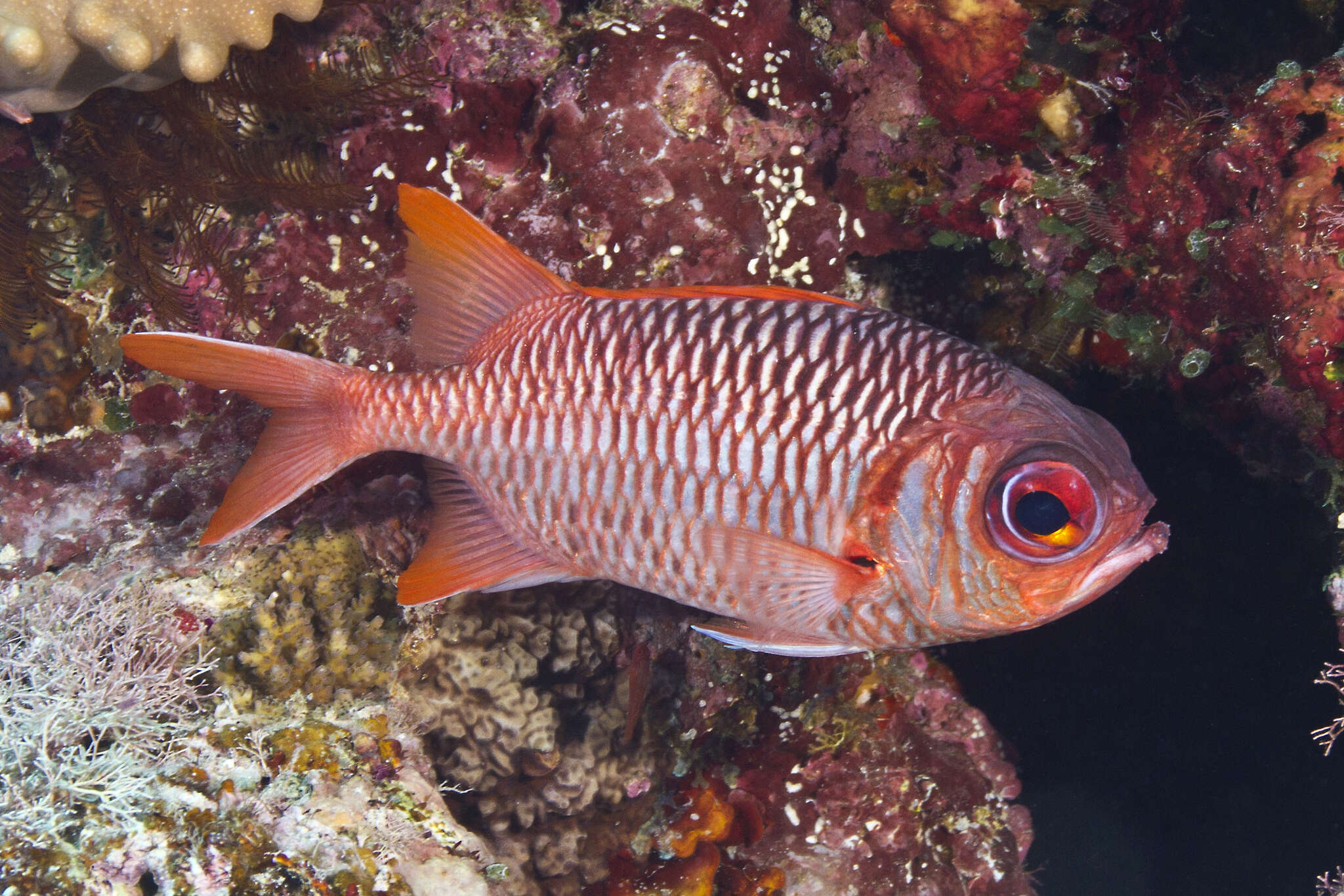 Image of Australian Squirrel-fish