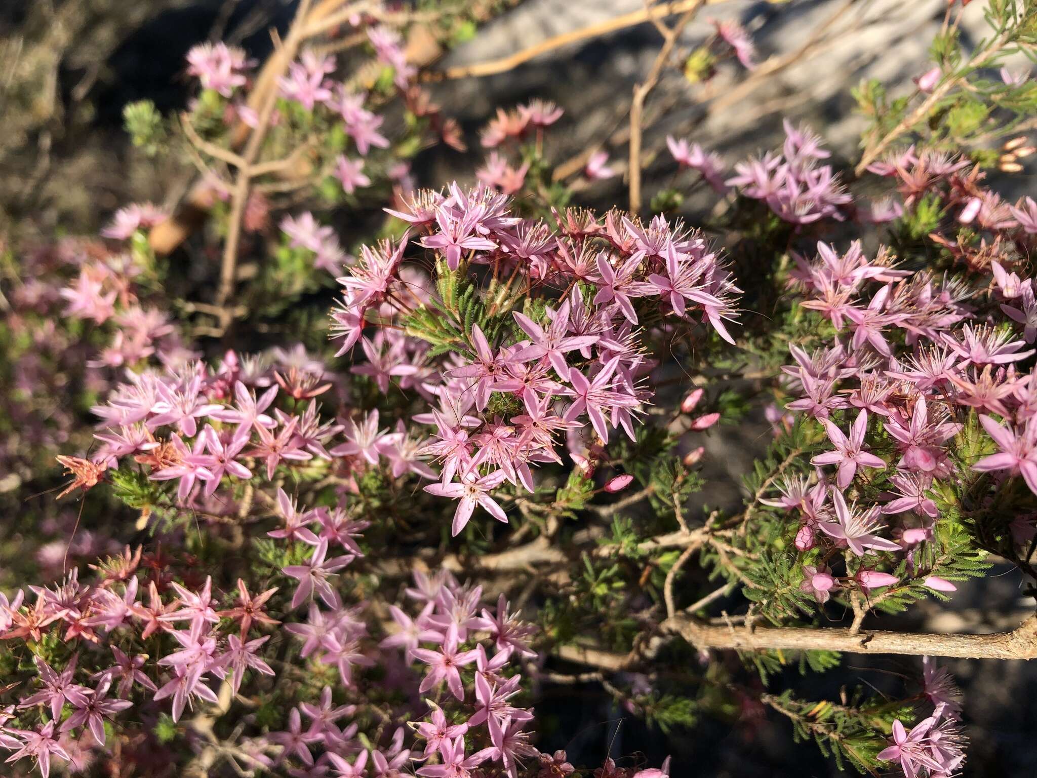 Image of Calytrix tetragona Labill.