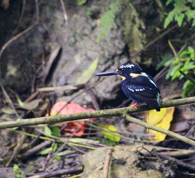 Image of Northern Silvery Kingfisher