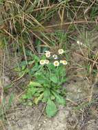 Image of Oak-Leaf Fleabane