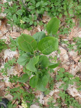 Image of Cynoglossum dubium (Fisch. & C. A. Mey.) Greuter & Stier