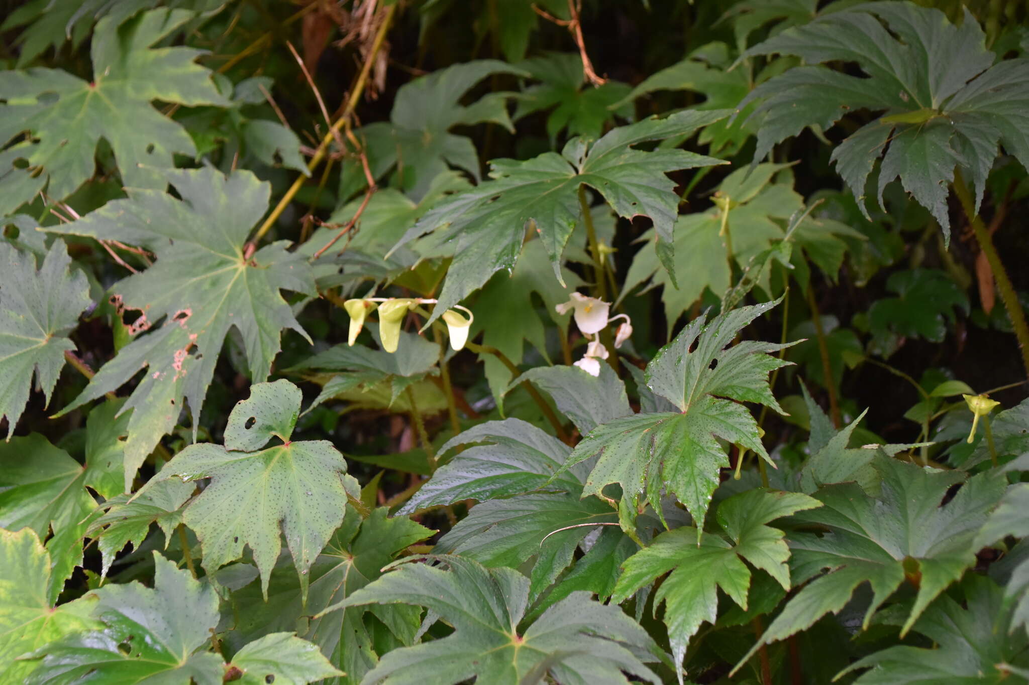 Image of Begonia algaia L. B. Sm. & Wassh.