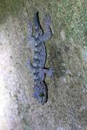 Image of Gray's Chinese Gecko