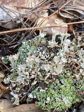 Imagem de Cladonia rappii A. Evans