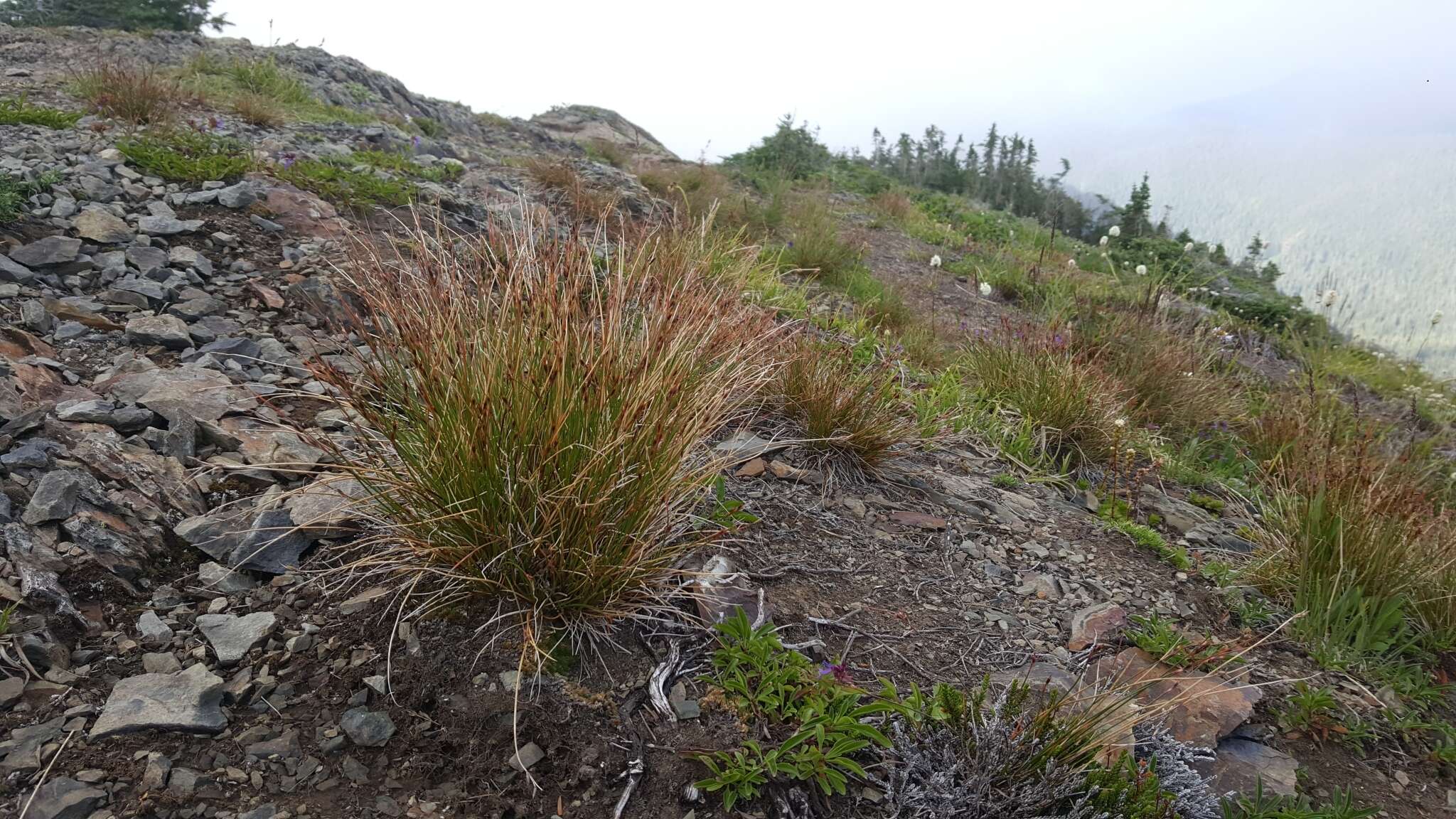 Слика од Juncus drummondii E. Mey.