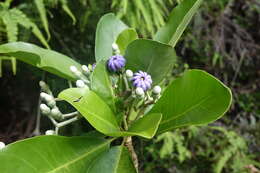 Image of Anthocleista madagascariensis Baker