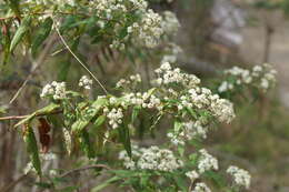 Image of Olearia lyrata (Sims) Hutch.