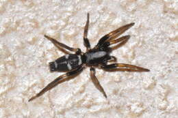 Image de Poecilochroa albomaculata (Lucas 1846)