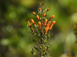 Image de Macranthera flammea (Bartr.) Pennell