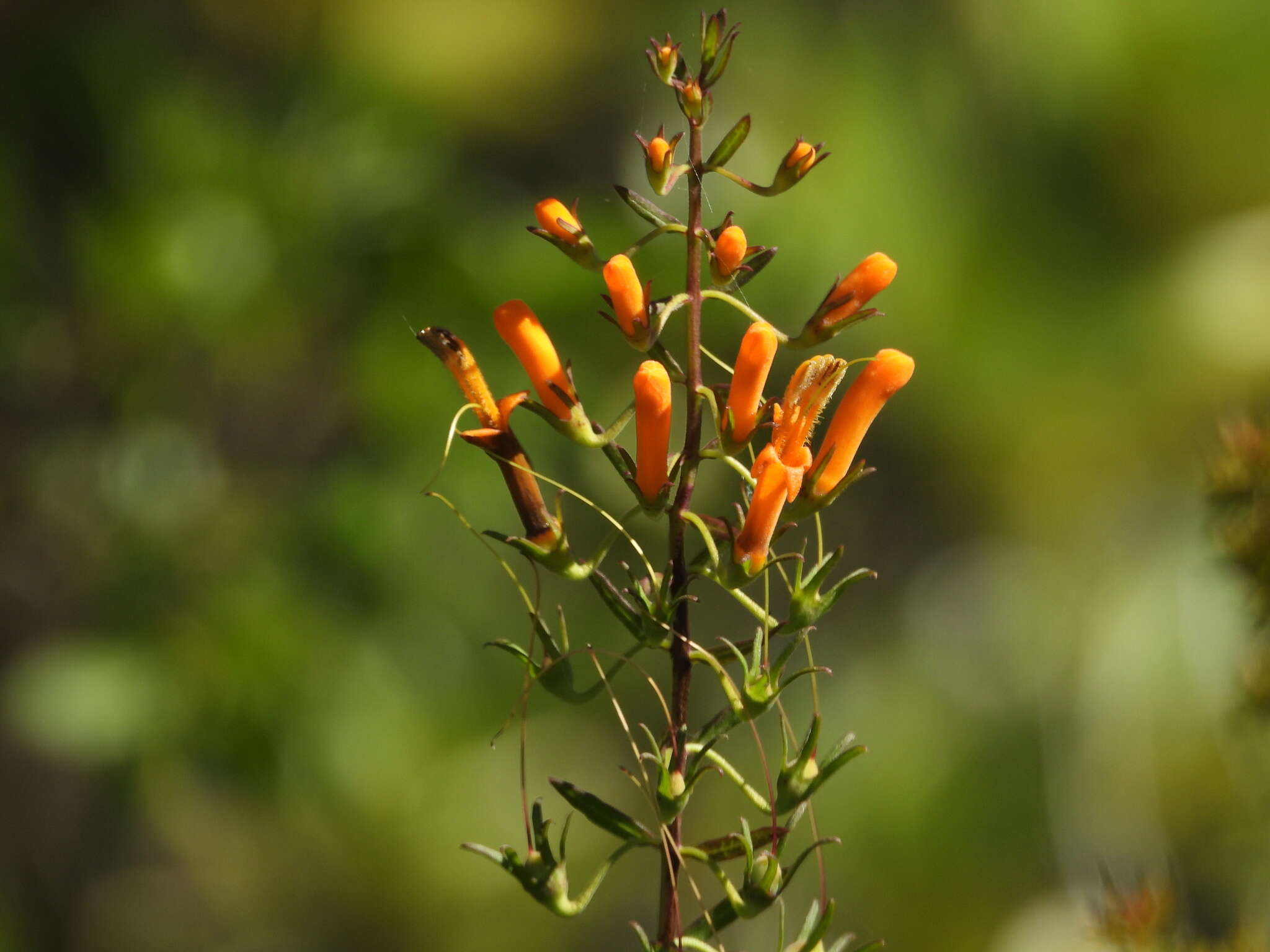 Image of Flameflower