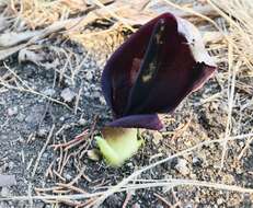 Image of Arum pictum L. fil.