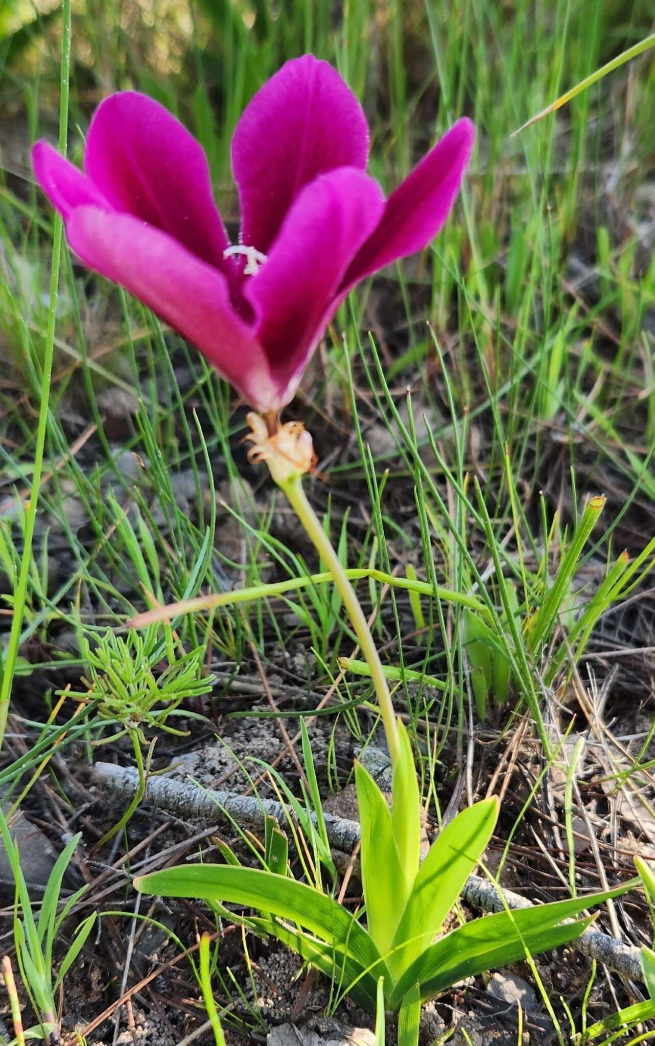 Image of Sparaxis grandiflora subsp. grandiflora