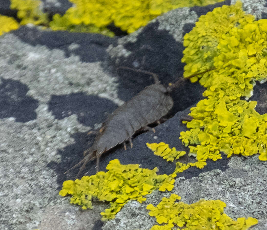 Ligia oceanica (Linnaeus 1767) resmi