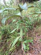 Image de Deplanchea tetraphylla (R. Br.) F. Muell. ex van Steenis