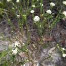 Image of Pimelea flava subsp. dichotoma (Schldl.) Threlfall