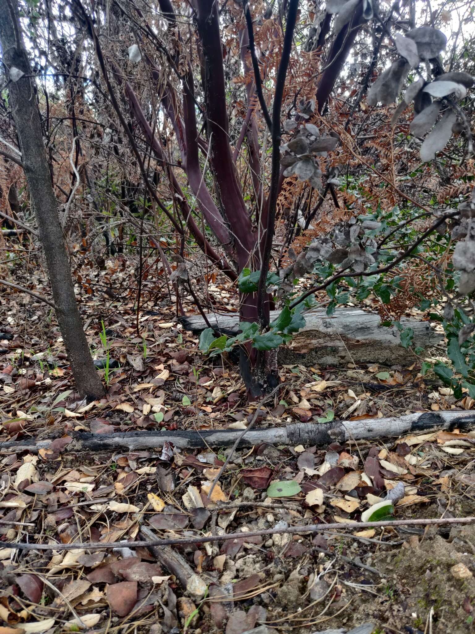 Image of Schreiber's manzanita