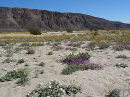 Image of hairy desertsunflower