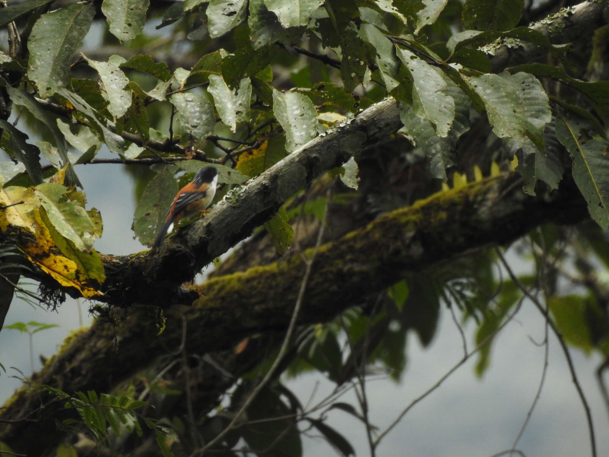 Image de Leioptila Blyth 1847