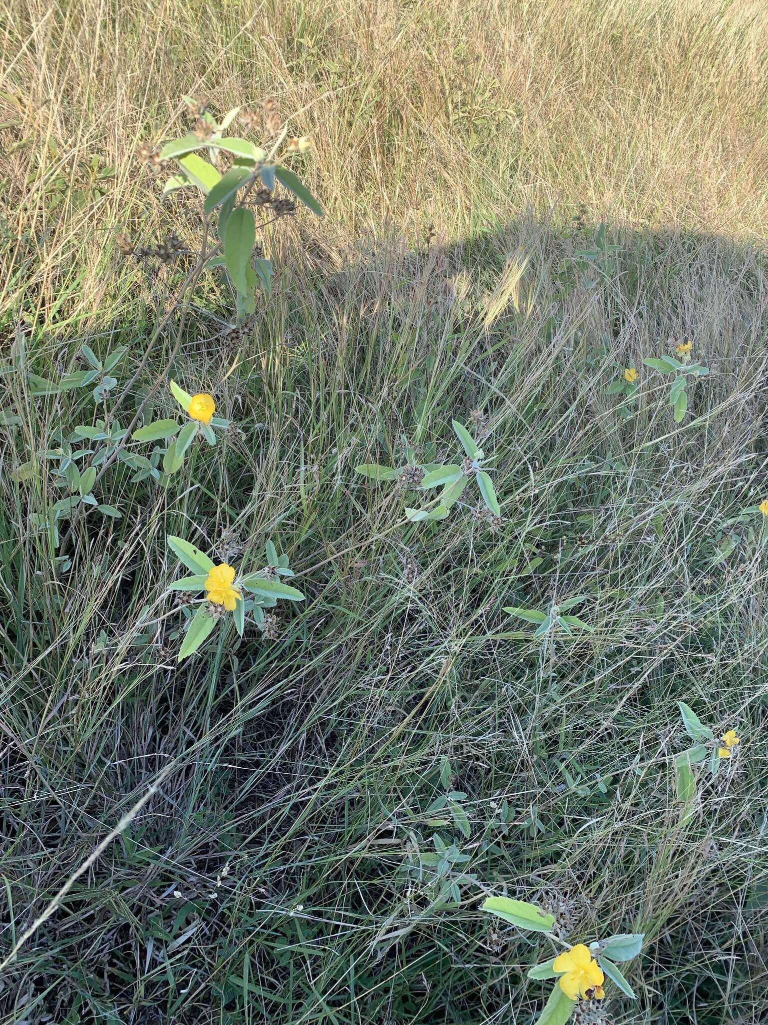 Image of Melhania acuminata Mast.