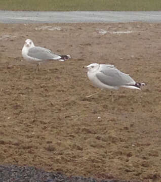 Image of Ring-billed Gull