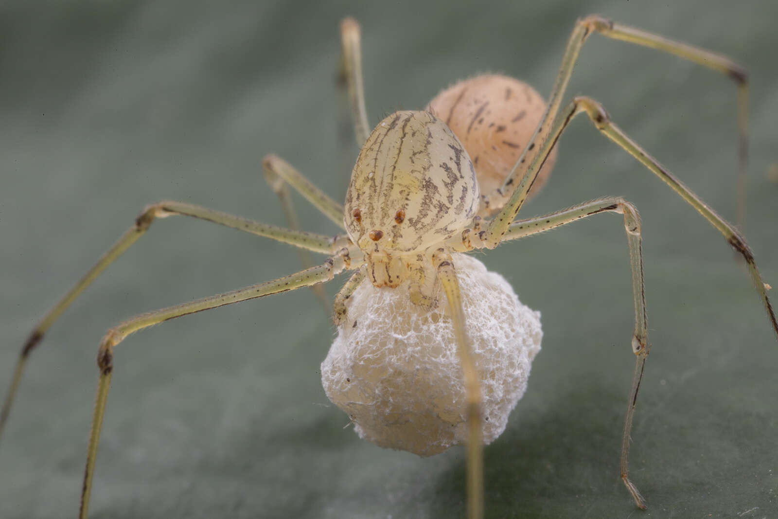 Image of Scytodes pallida Doleschall 1859