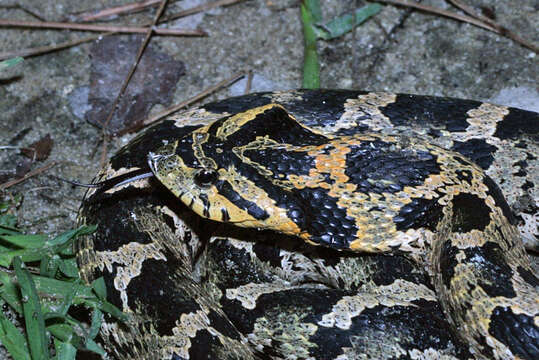 Image of North American Hog-nosed Snakes