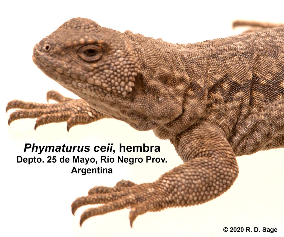 Image of Phymaturus ceii