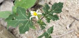 Image of Solanum leucandrum W. D. Whalen