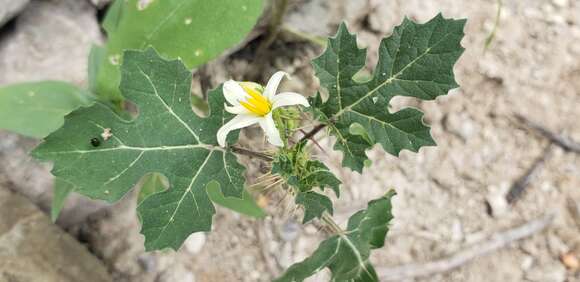 Imagem de Solanum leucandrum W. D. Whalen