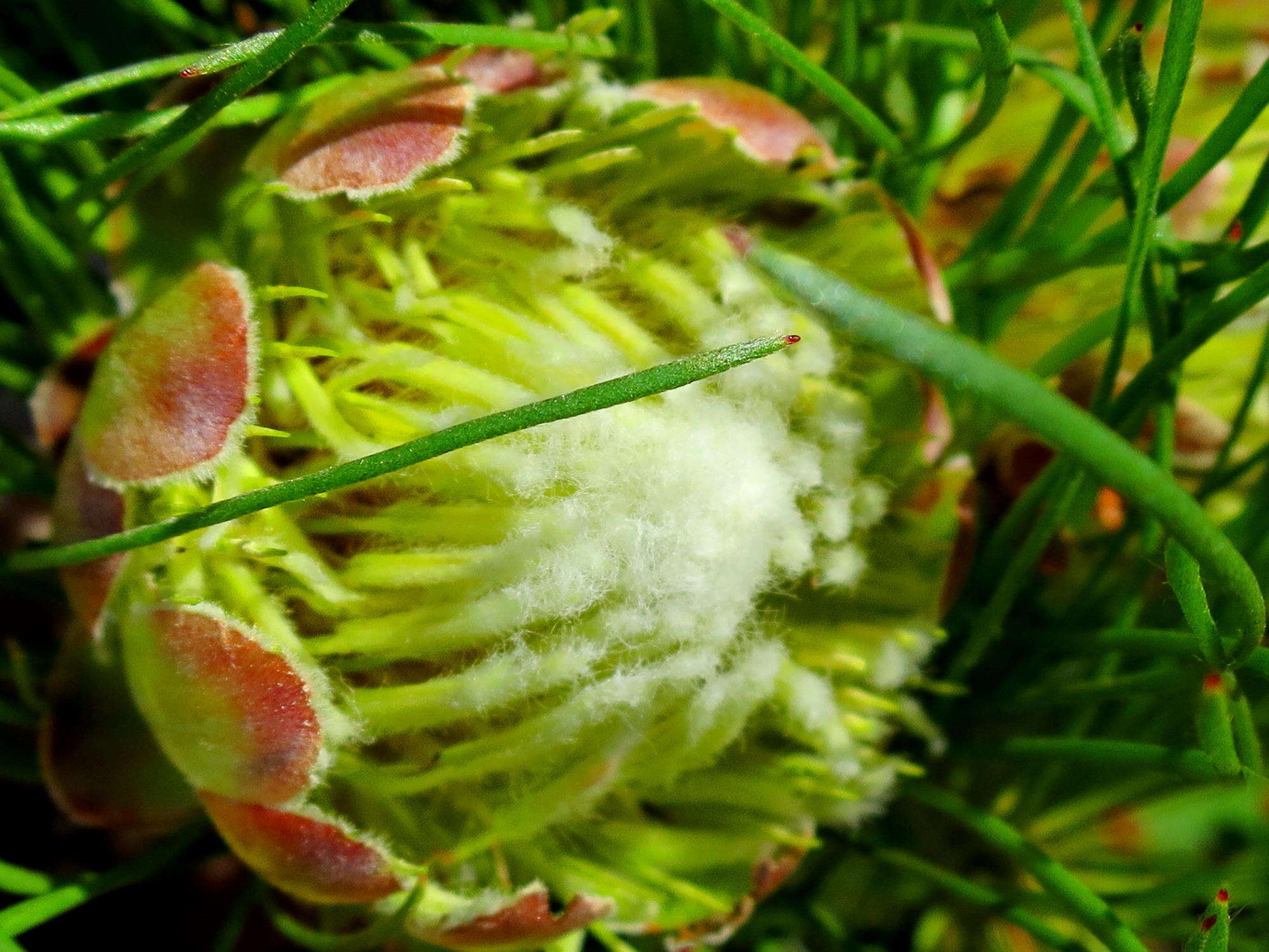 Image of Protea montana E. Mey. ex Meissn.