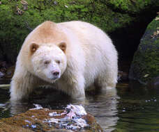 Image of Kermode bear