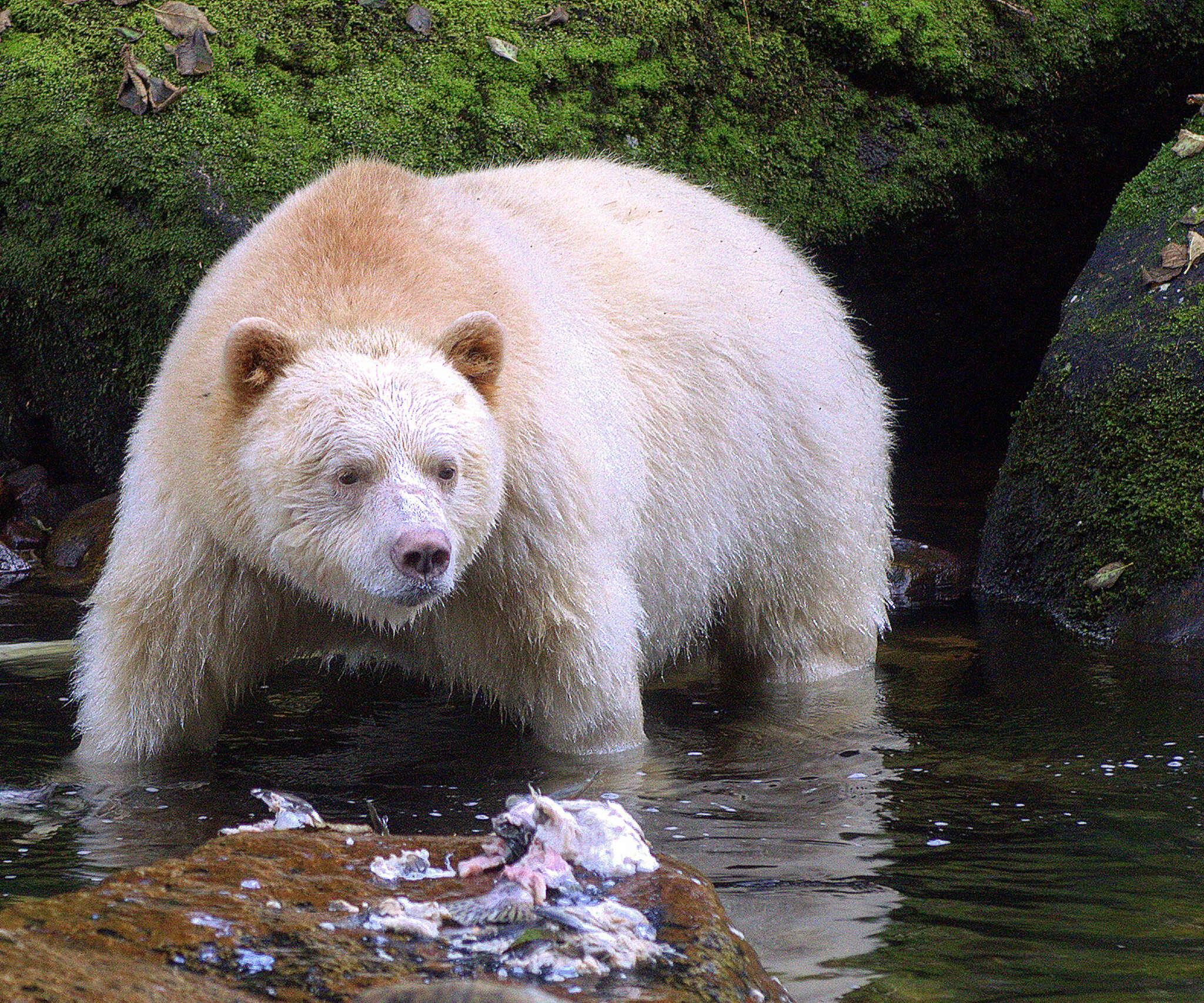 Image of Kermode bear