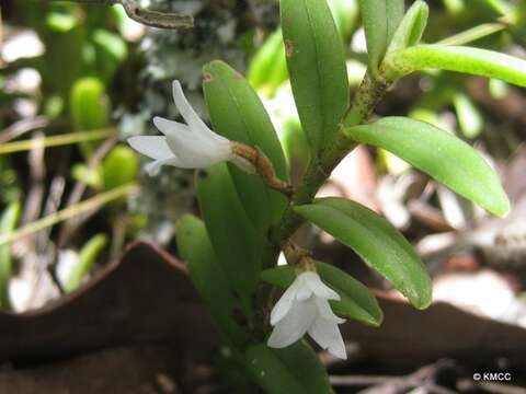 Image of Angraecum pectinatum Thouars