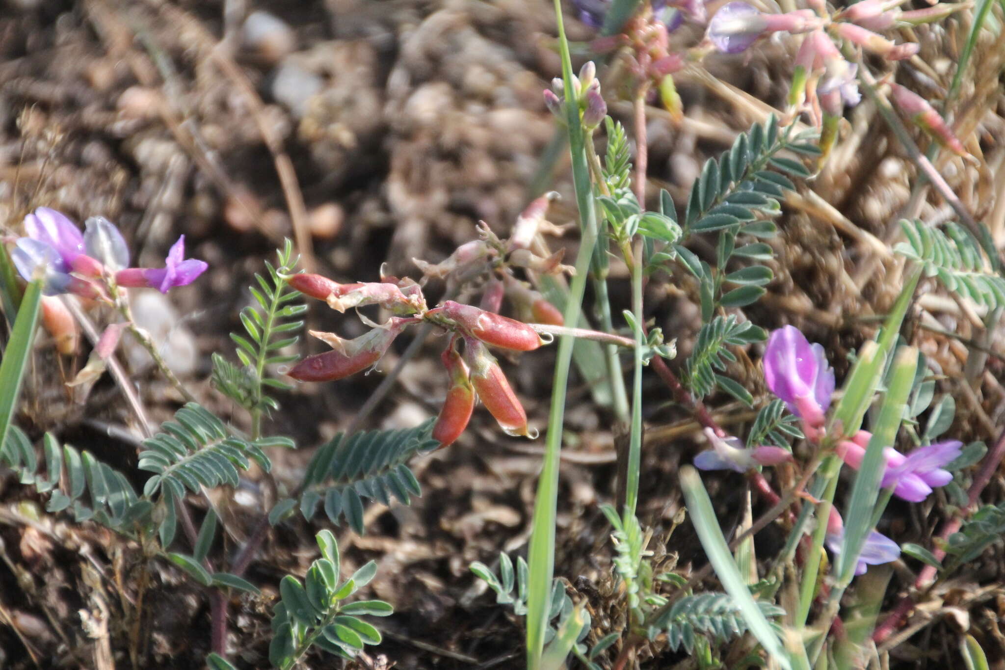 Imagem de Astragalus hallii A. Gray