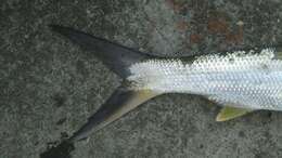 Image of Australian giant herring