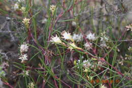 Imagem de Serruria flagellifolia Salisb. ex Knight