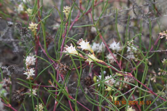 Image of Serruria flagellifolia Salisb. ex Knight