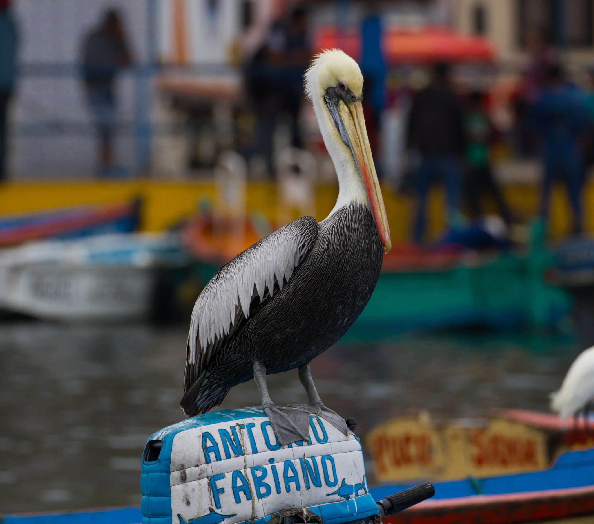 Image of Peruvian Pelican