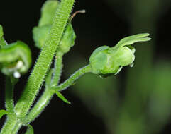 Scrophularia amgunensis F. Schmidt resmi