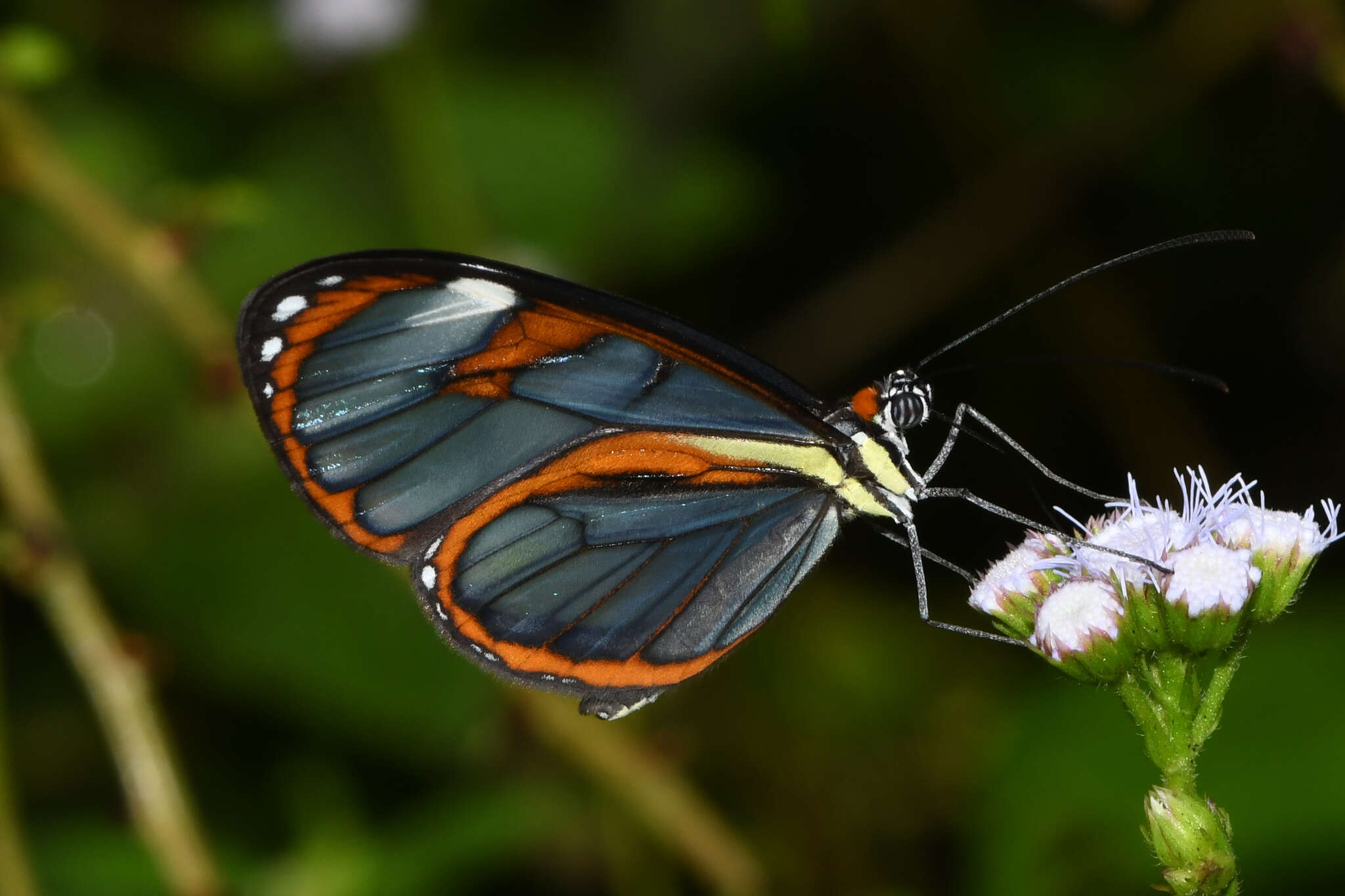 Imagem de Ithomia diasia hippocrenis Bates 1866