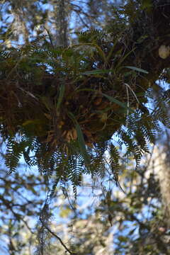 Слика од Encyclia tampensis (Lindl.) Small